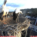 06_10-nest.jpg