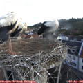 06_25-nest.jpg