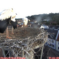 06_35-nest.jpg