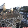 06_40-nest.jpg