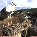 07_05-nest.jpg