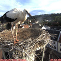 07_10-nest.jpg