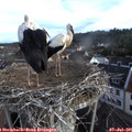 07_15-nest.jpg
