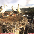 07_40-nest.jpg