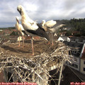 09_05-nest.jpg