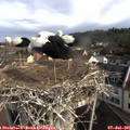 09_15-nest.jpg