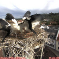 09_25-nest.jpg