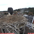 10_00-nest.jpg
