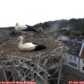 10_10-nest.jpg