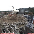 10_20-nest.jpg