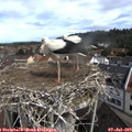 10_30-nest.jpg