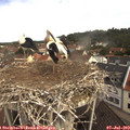 10_35-nest.jpg
