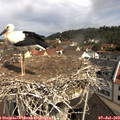10_45-nest.jpg