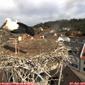 10_50-nest.jpg