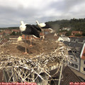 11_00-nest.jpg