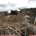 11_05-nest.jpg