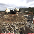 11_10-nest.jpg