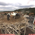 11_20-nest.jpg
