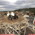 11_30-nest.jpg