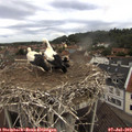 11_35-nest.jpg