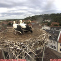 11_40-nest.jpg