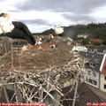 11_45-nest.jpg
