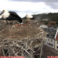 11_50-nest.jpg