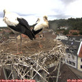 11_55-nest.jpg