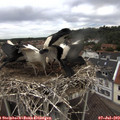 12_00-nest.jpg