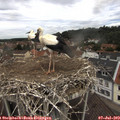 12_10-nest.jpg