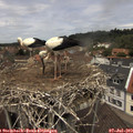 12_35-nest.jpg