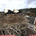 12_40-nest.jpg
