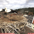 12_45-nest.jpg