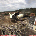 12_50-nest.jpg