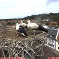 12_55-nest.jpg