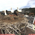 13_15-nest.jpg