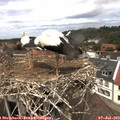 13_35-nest.jpg