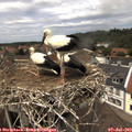 13_40-nest.jpg