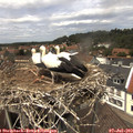 13_45-nest.jpg