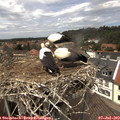 13_55-nest.jpg