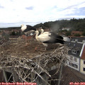14_10-nest.jpg