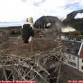 14_15-nest.jpg