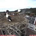 14_30-nest.jpg