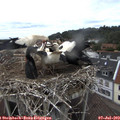 14_40-nest.jpg