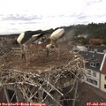 14_50-nest.jpg