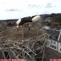 14_55-nest.jpg