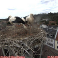 15_00-nest.jpg