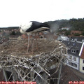 15_10-nest.jpg