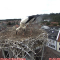 15_15-nest.jpg