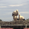 15_35-mast.jpg